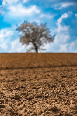 Tarladaki bir tepede çiçeklerle kaplı tek bir ağaç.