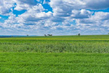 Bahar manzarası baharın başında kümülüs bulutlarıyla yeşil tarlaları gösteriyor.