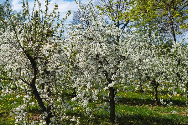 Trees growing in a row in an orchard covered with white flowers