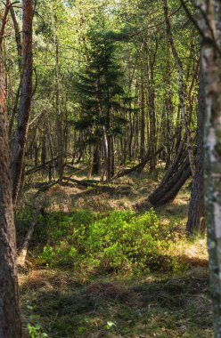 Yerde eski ağaçların olduğu doğal manzara.