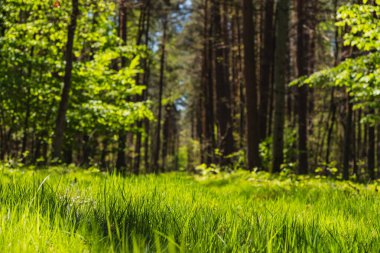 Baharın başında yeşil çimenli bir yol boyunca uzanan manzara.