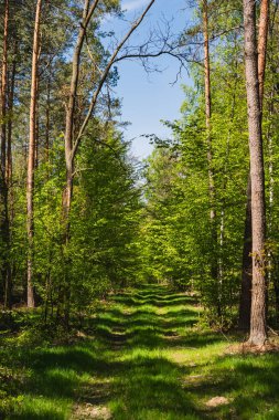 Baharın başında yeşil çimenli bir yol boyunca uzanan manzara.