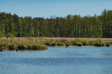 Gölün karşı kıyısının manzarası ormanla kaplıydı.