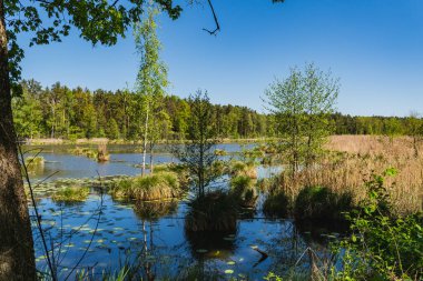 Su yüzeyinden çıkan çimen yığınlarıyla dolu göl manzarası.