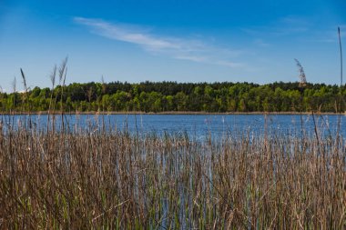 Sazlıklarla kaplanmış göl kıyısının doğal manzarası.
