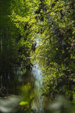 Burada, küçük bir göletin kıyısında büyüyen bitkilerin sularındaki yansıma.