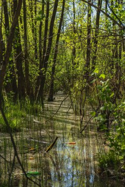 Bataklıktaki bir ormanın manzarası. Altında at kuyruğu ve suda cam şişeler var.