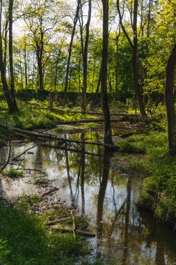 Nehir kenarındaki bataklık bir alanda devrilmiş ağaçların manzarası.