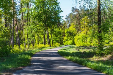Asfalt, güneşli bir günde ilkbaharın başında yeşil ormanın içinden geçen boş bir yol.