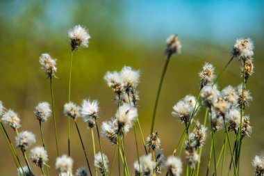 Yaban tavşanı kuyruğu otunun ayrıntıları baharın başlarında bir fen üzerinde büyüyor.