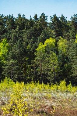 Bahar mevsiminde bir fen üzerinde büyüyen bir sürü Eriophorum vajinatum ile manzara