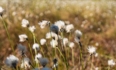 Yaban tavşanı kuyruğu otunun ayrıntıları baharın başlarında bir fen üzerinde büyüyor.