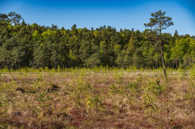 Polonya 'nın Lublin Eyaleti' ndeki Obradowski Gölü 'nün üzerindeki bir bezelye tarlasında bitki örtüsü.