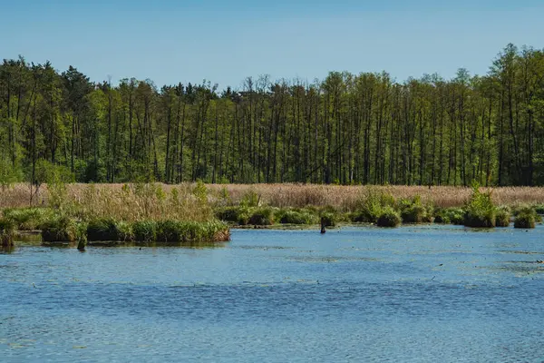 Gölün karşı kıyısının manzarası ormanla kaplıydı.