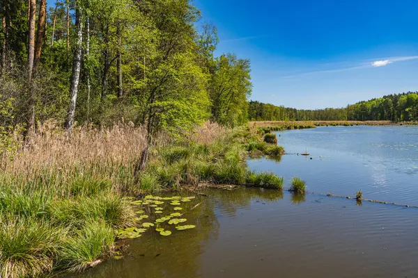Gölün karşı kıyısının manzarası ormanla kaplıydı.