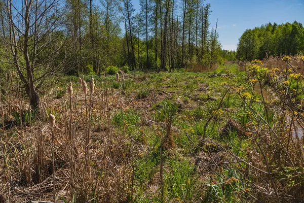 Bir drenaj hendeği olan ormanlık sulak arazi manzarası