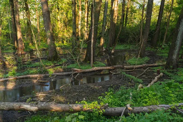 Nehir kenarındaki bataklık bir alanda devrilmiş ağaçların manzarası.