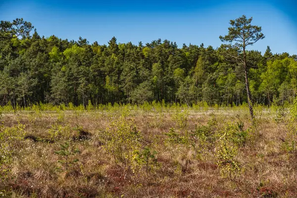 Polonya 'nın Lublin Eyaleti' ndeki Obradowski Gölü 'nün üzerindeki bir bezelye tarlasında bitki örtüsü.