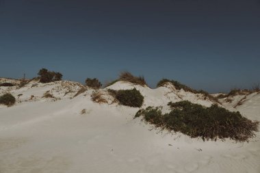 Akdeniz kıyısındaki kumlu bir yerdeki bireysel öncü bitkiler