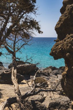 Girit adasının dağlık manzarası. Girit adasındaki Kedrodasos Sahili 'nde kayalarla çevrili tek bir selvi ağacı büyüyor.