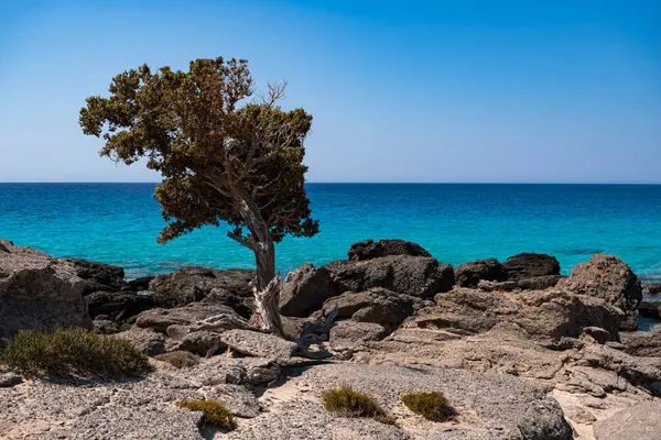 Girit adasındaki Kedrodasos Sahili 'nde kayalarla çevrili tek bir selvi ağacı olan manzara.