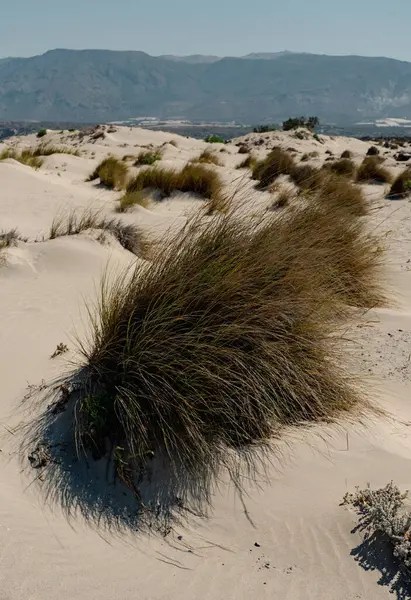 Uzun yapraklı otlar neredeyse Akdeniz kıyısında kumlara gömülüydü. elafonisi plajı yakınlarında.