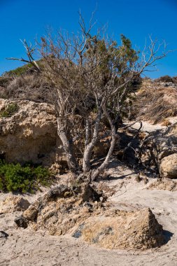 Kurumuş küçük selvi ağaçları kumlu arazide tek taşlı