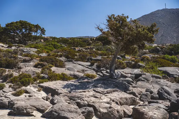 Girit adasının dağlık arazisi Girit adasındaki kayalarla çevrili tek selvi ağaçları ile çevrili.