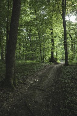 Ilıman bölgenin karanlık yaprak döken ormanında kara yol.