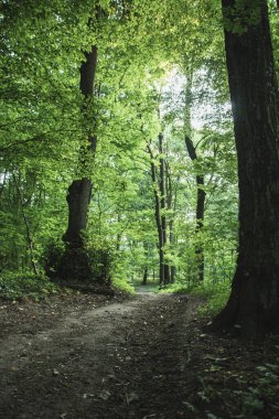 Ilıman bölgenin karanlık yaprak döken ormanında kara yol.