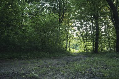 Ilıman bölgenin karanlık yaprak döken ormanında kara yol.