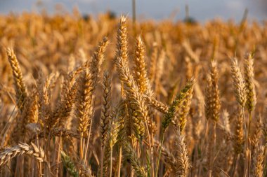 Olgun buğday yakın çekim yaz boyunca hasat için hazır
