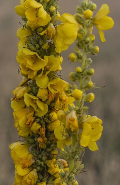 Verbascum thapsus 'un ayrıntıları tarlada büyüyor.