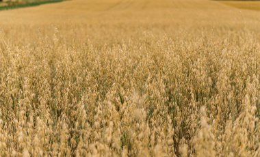 Yazın hasat öncesi yulaf tarlası