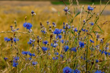 Yaz mevsiminde çavdar tarlasında büyüyen Centaurea siyanusu.