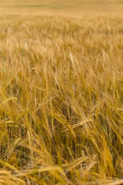 Yazın, hasat öncesi çavdar tarlası