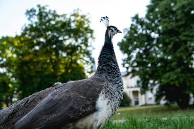 Çimlerin üzerinde duran dişi tavus kuşunun ayrıntıları