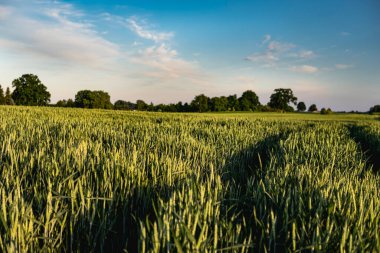 Yaz başında gün batımında bir tarlada buğday yetişen manzara