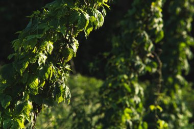 Çiftlikte büyüyen bir çiçeğin ayrıntıları.