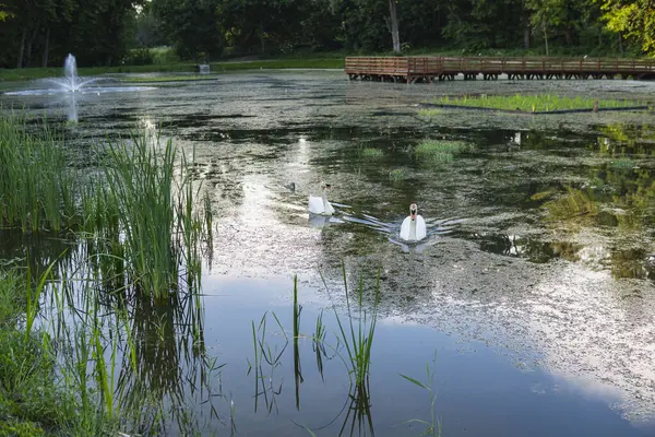Tarihi bir parkın kıyısında yüzen bir kuğu.