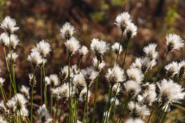Yaban tavşanı kuyruğu otunun ayrıntıları baharın başlarında bir fen üzerinde büyüyor.