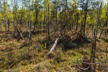 Polonya 'da geçişli turba bataklığının üzerinde büyüyen alçak ormanlı manzara