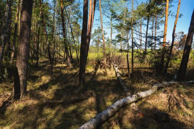 Yerde eski ağaçların olduğu doğal manzara.