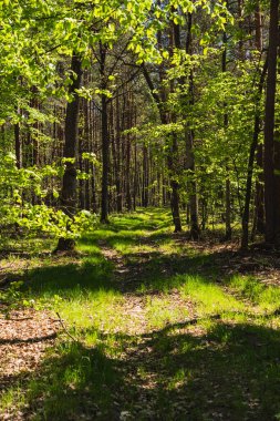 Baharın başında yeşil çimenli bir yol boyunca uzanan manzara.