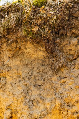 Podzolik toprağın üst katmanlarına yakın çekim