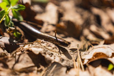 İlkbaharın başında yerdeki kör bir solucana yakın çekim.