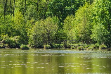 Gölün karşı kıyısının manzarası ormanla kaplıydı.