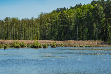 Gölün karşı kıyısının manzarası ormanla kaplıydı.