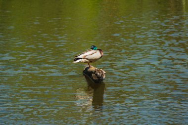 Avrasya deniz aygırı erkeği gölden çıkan bir dalda oturuyor.