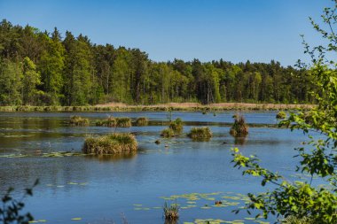 Su yüzeyinden çıkan çimen yığınlarıyla dolu göl manzarası.